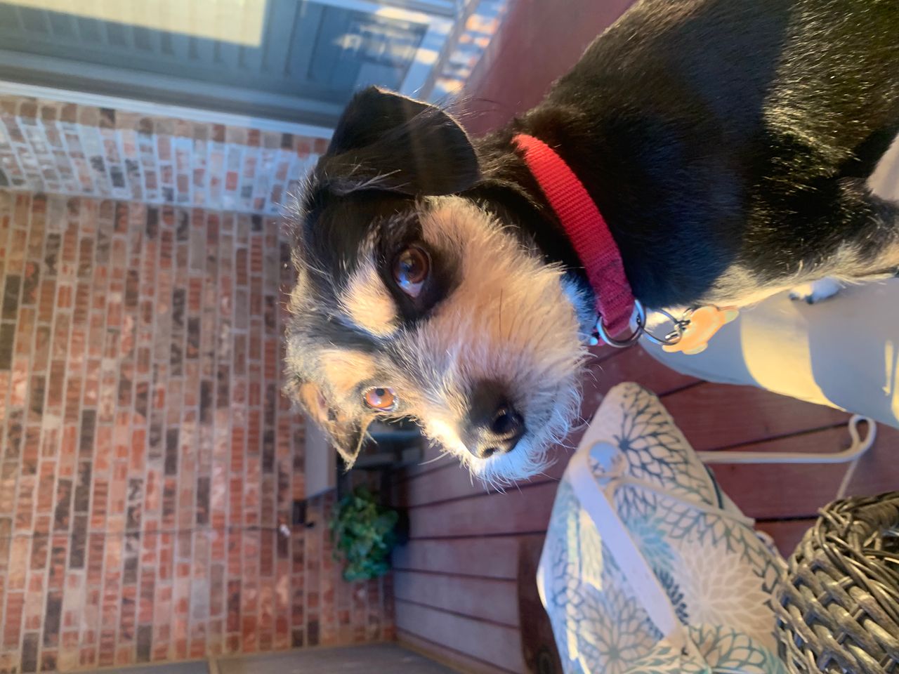Pet travel photo 3