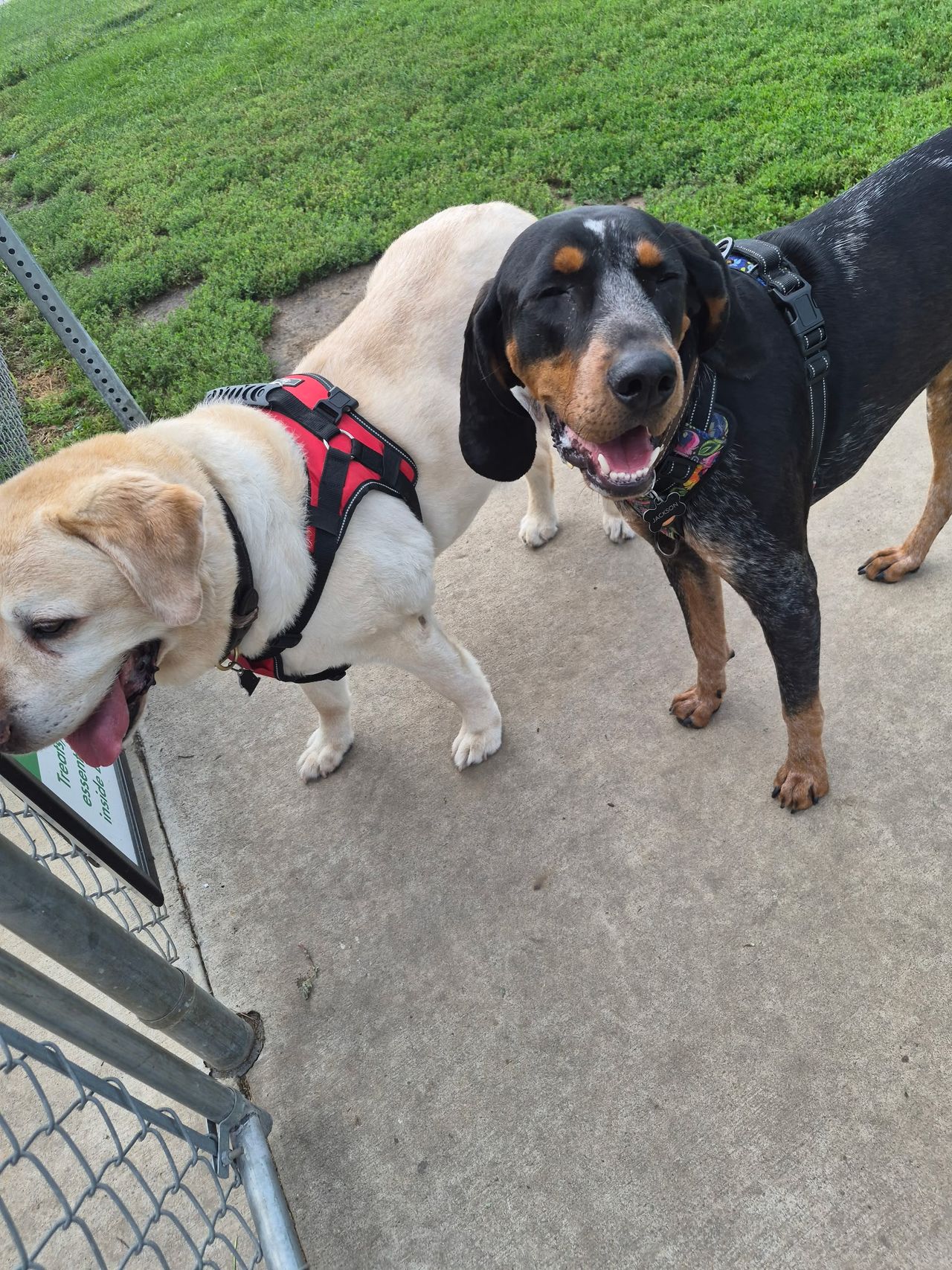 Pet travel photo 1