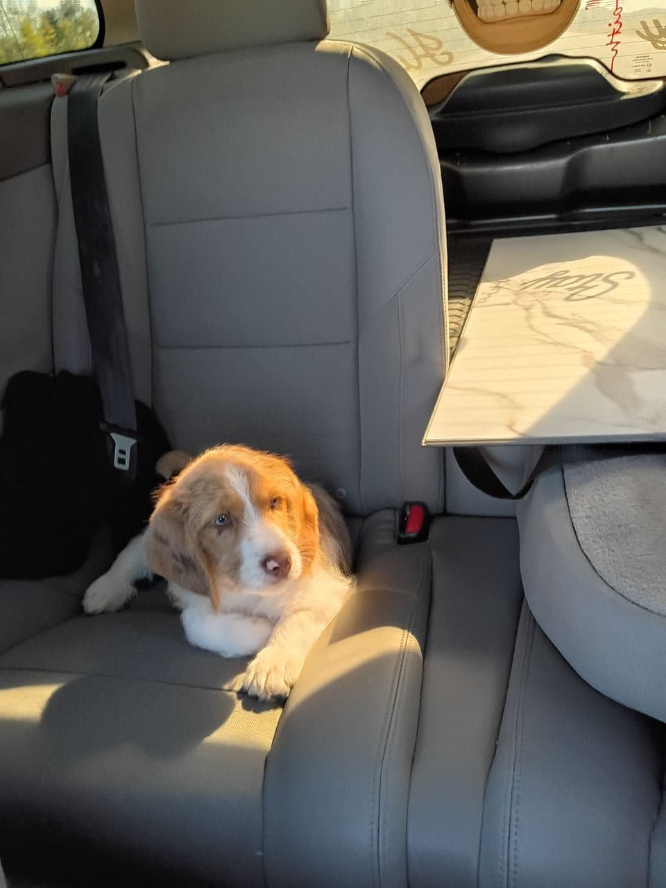 Pet travel photo 2