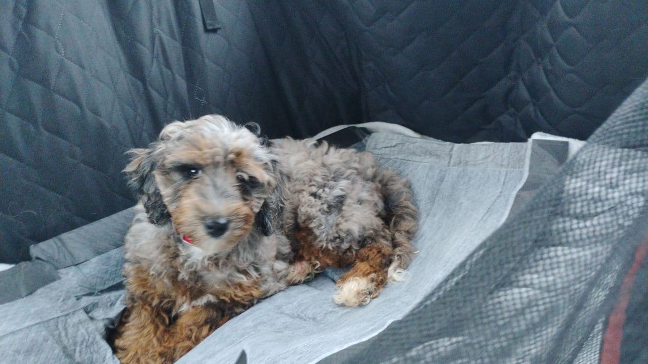 Pet travel photo 5