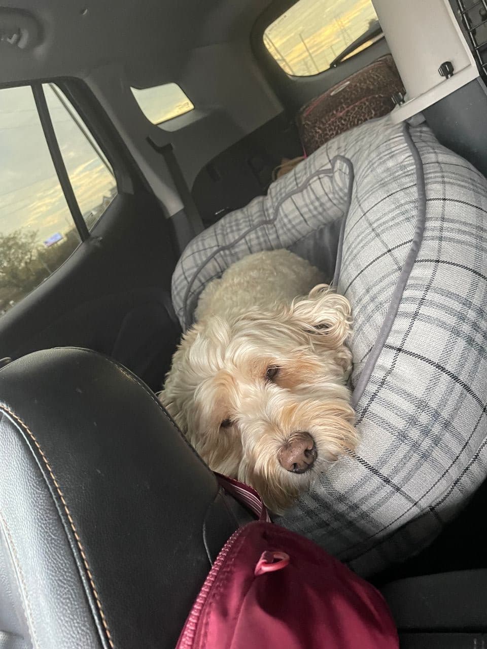 Pet travel photo 3