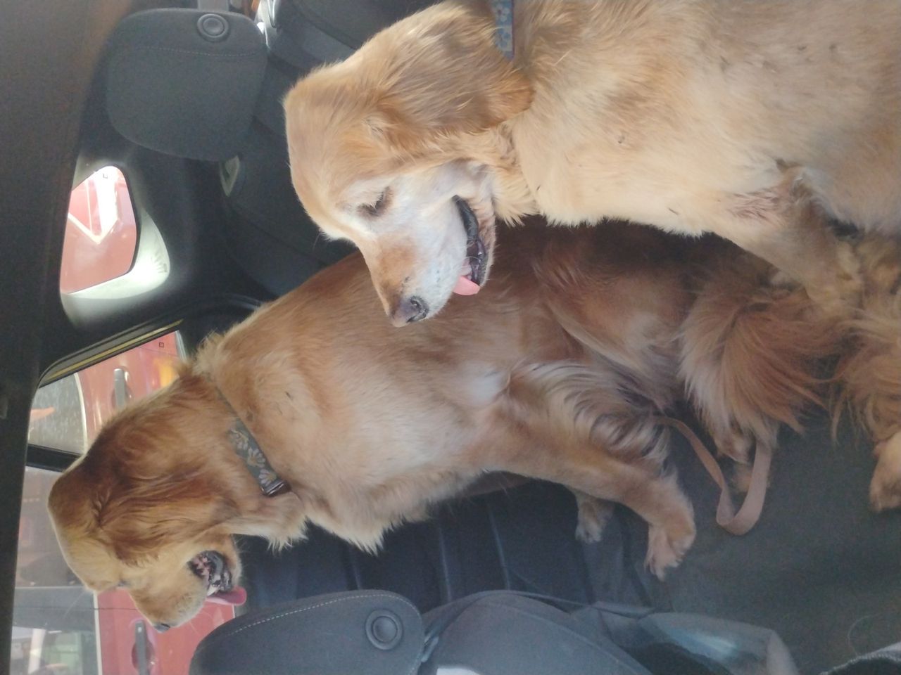 Pet travel photo 2