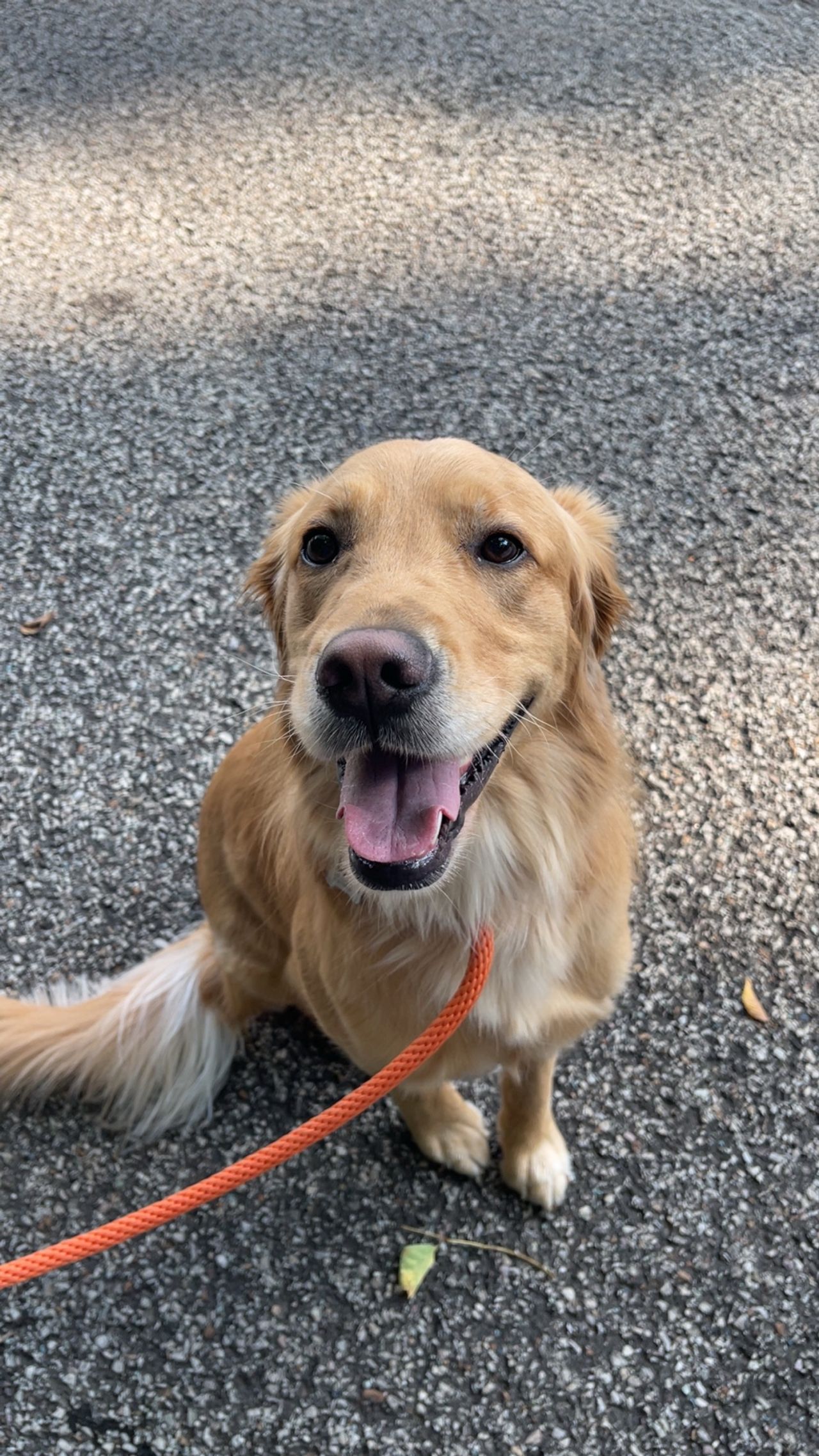 Pet travel photo 6