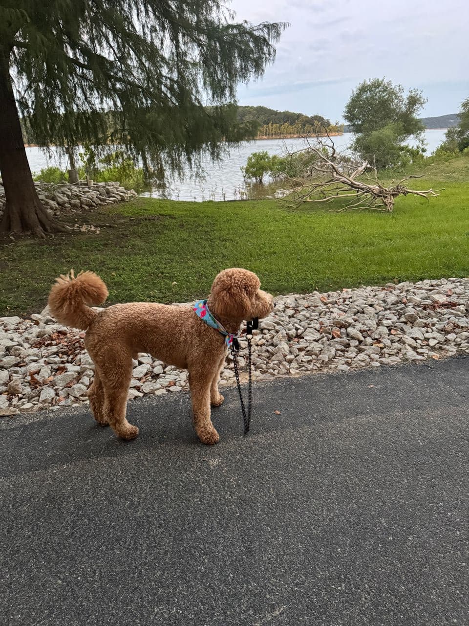 Pet travel photo 4
