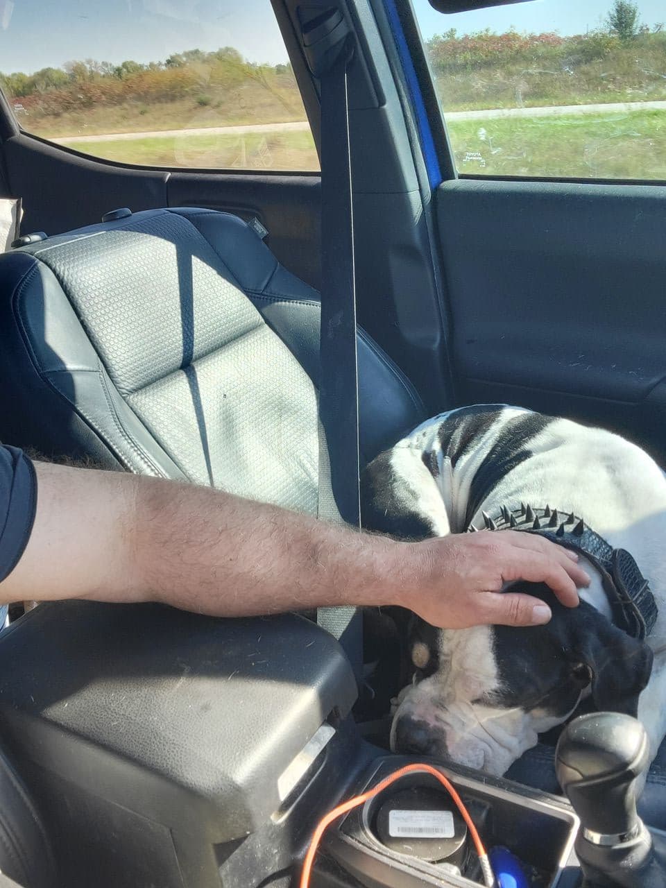 Pet travel photo 2