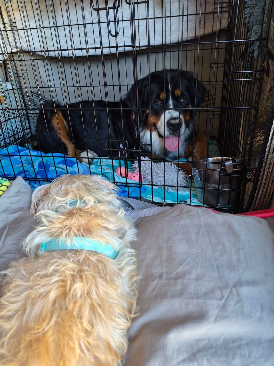 Pet travel photo 6
