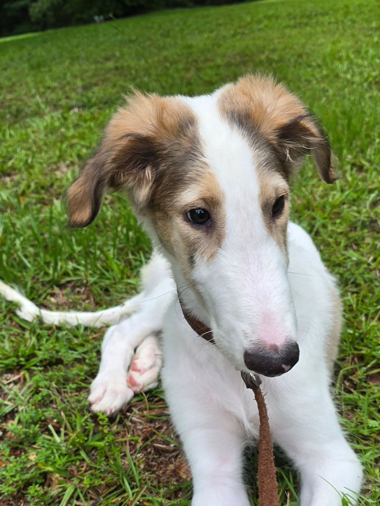 Pet travel photo 1