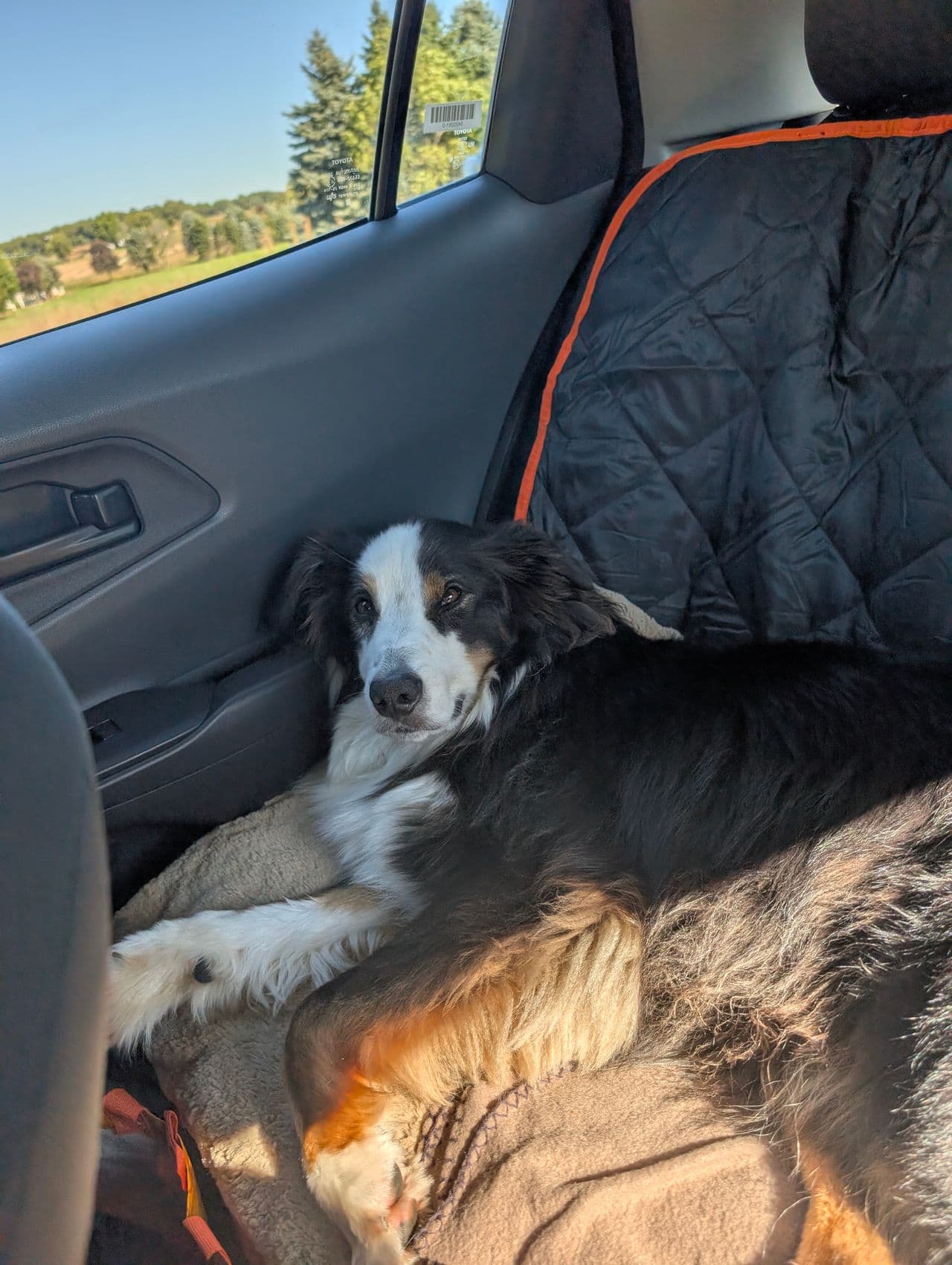 Pet travel photo 1