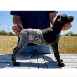 German shorthaired pointer named 10 week old female puppy