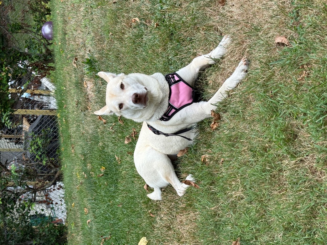 Pet travel photo 1
