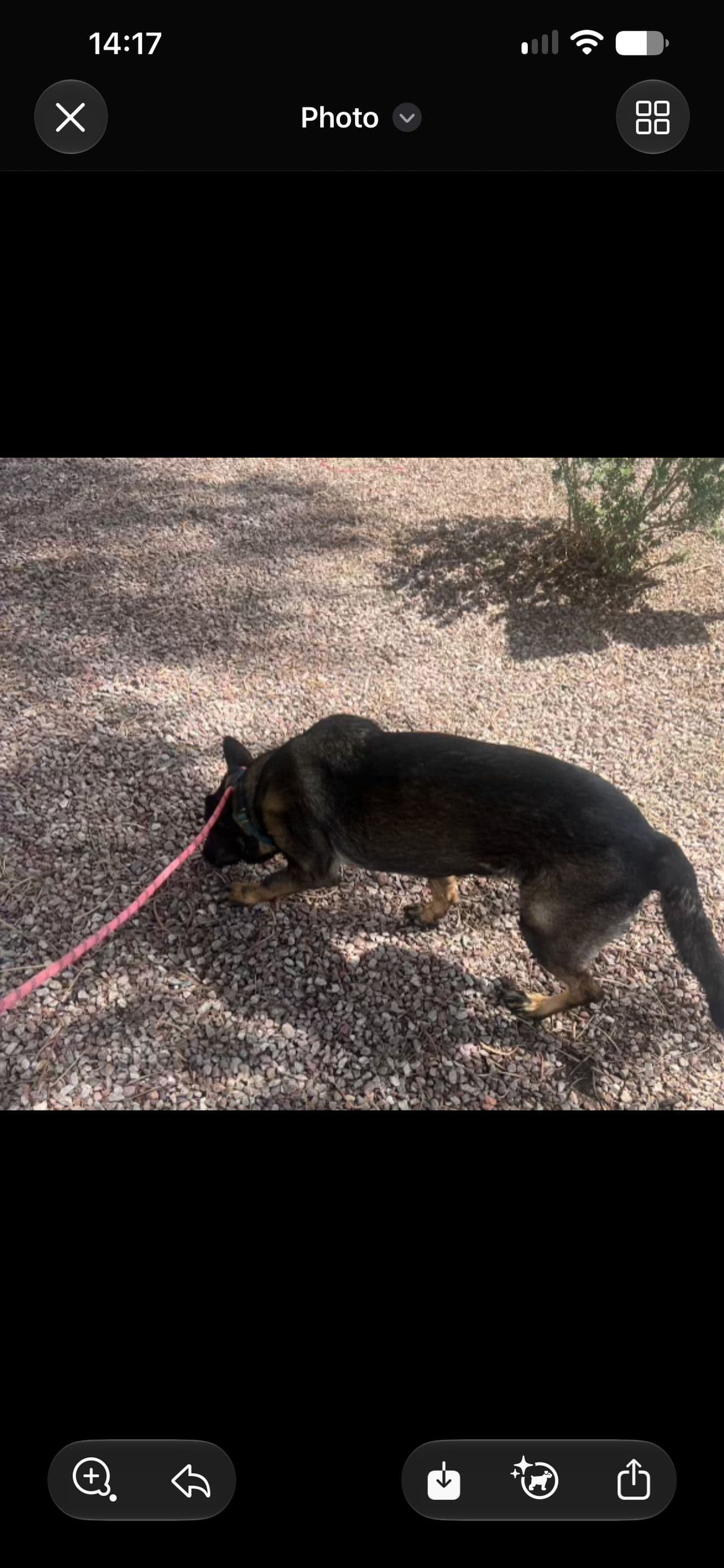 Pet travel photo 1