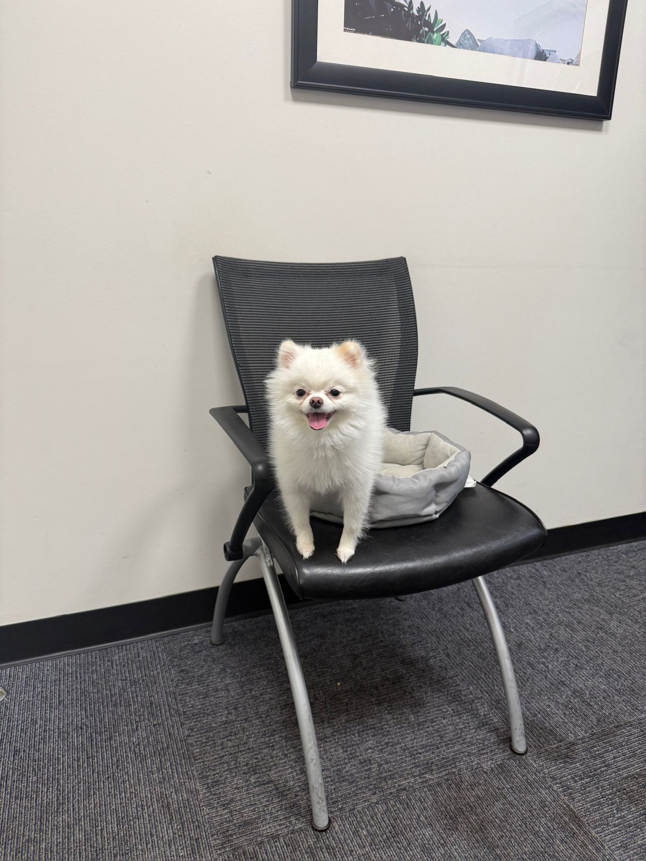Pet travel photo 6