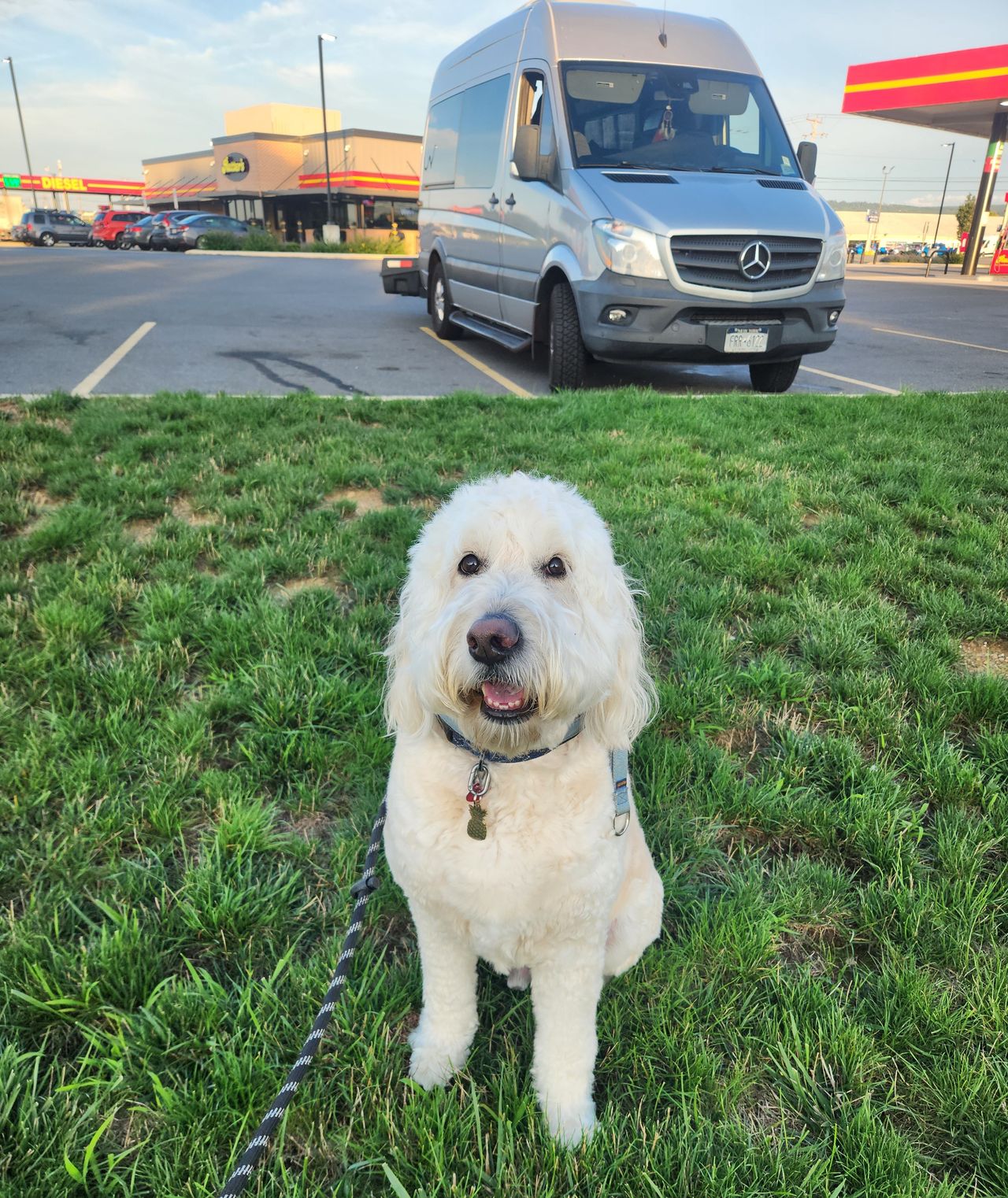 Pet travel photo 4