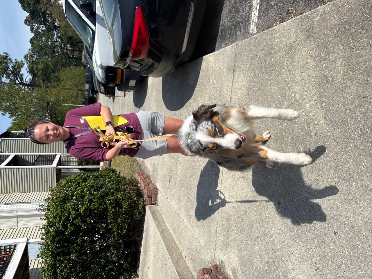 Pet travel photo 2
