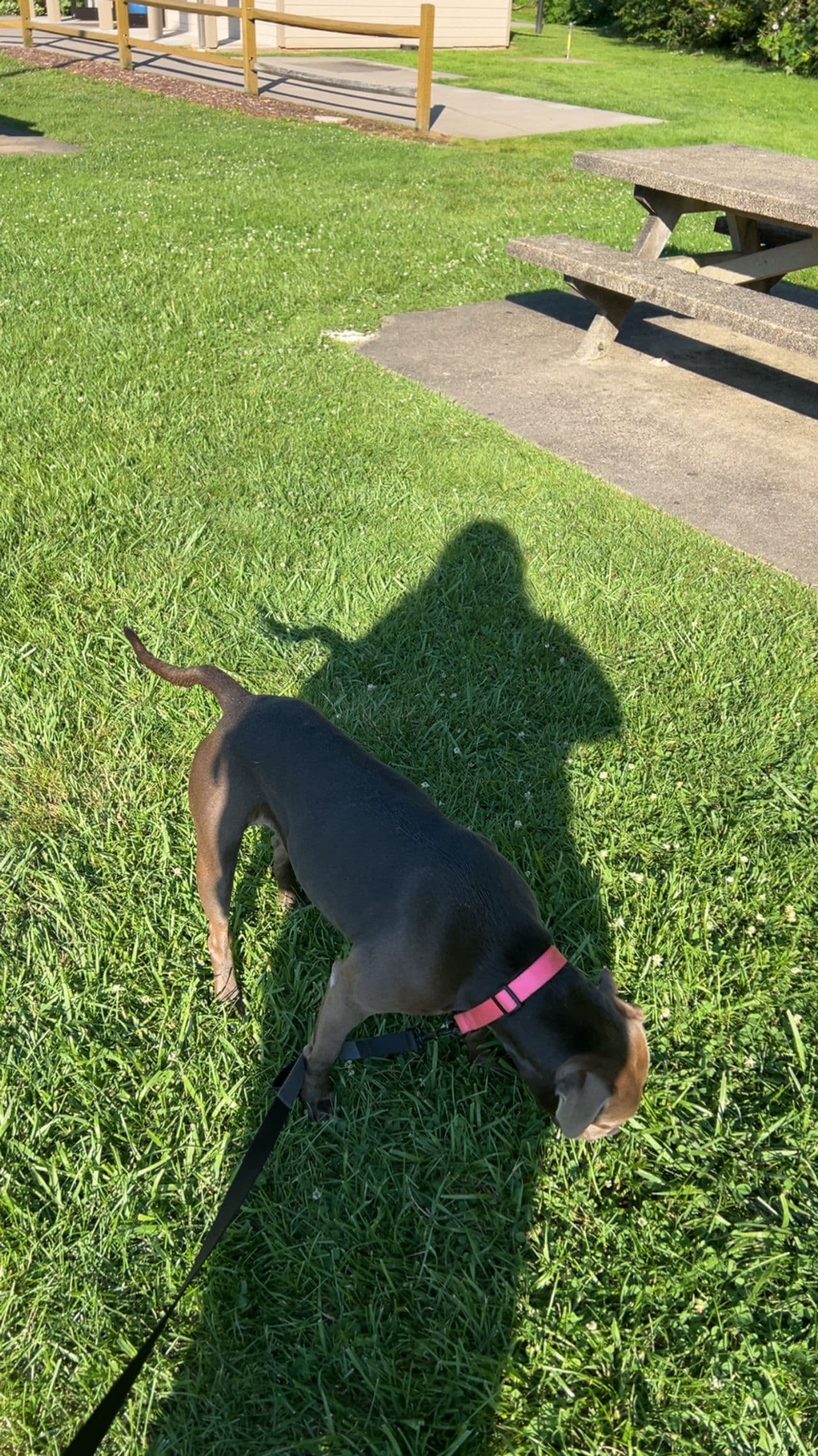 Pet travel photo 1