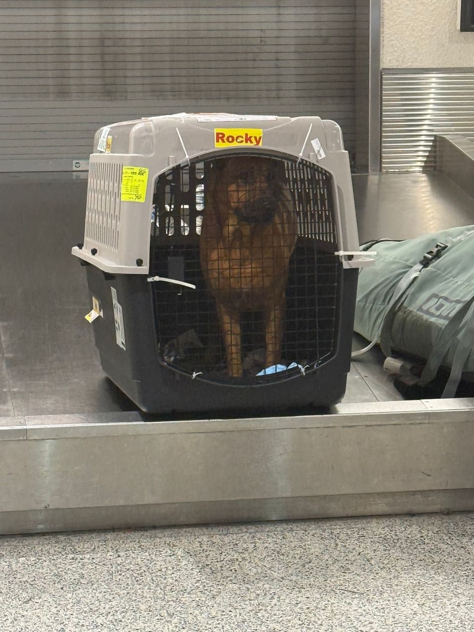 Pet travel photo 2