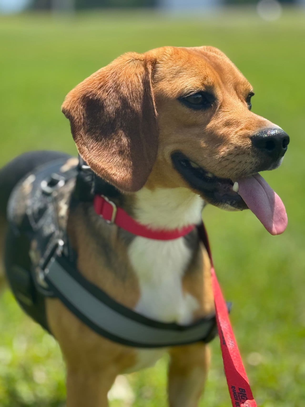 Pet travel photo 3