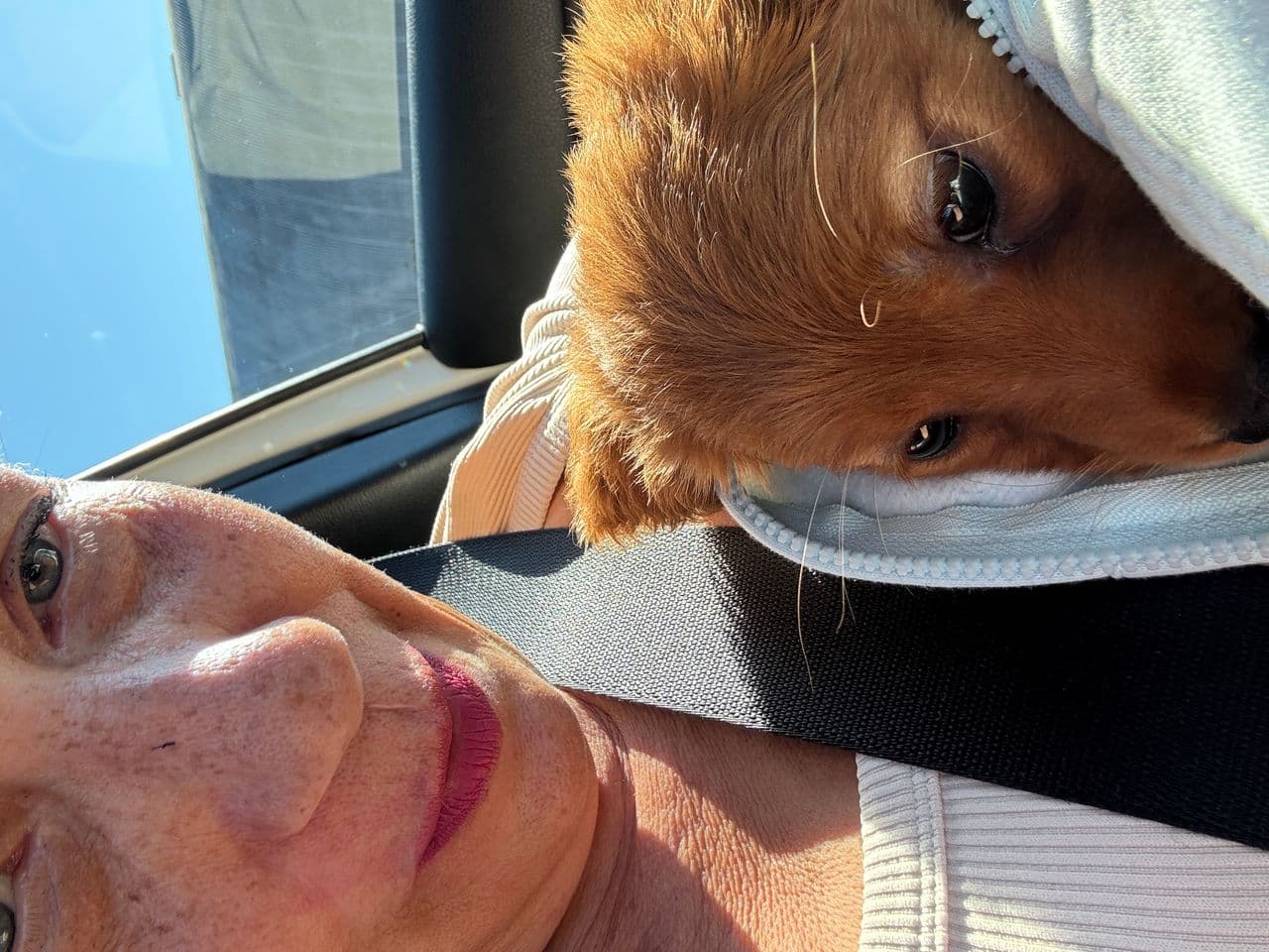 Pet travel photo 1