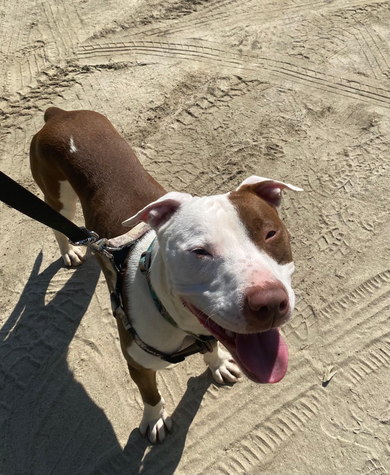 Pet travel photo 6