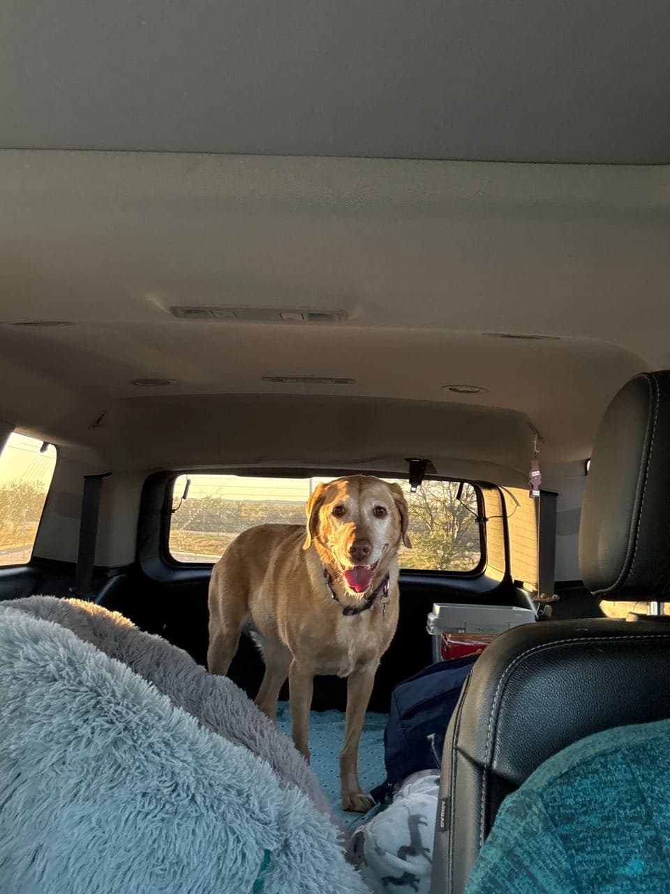 Pet travel photo 6
