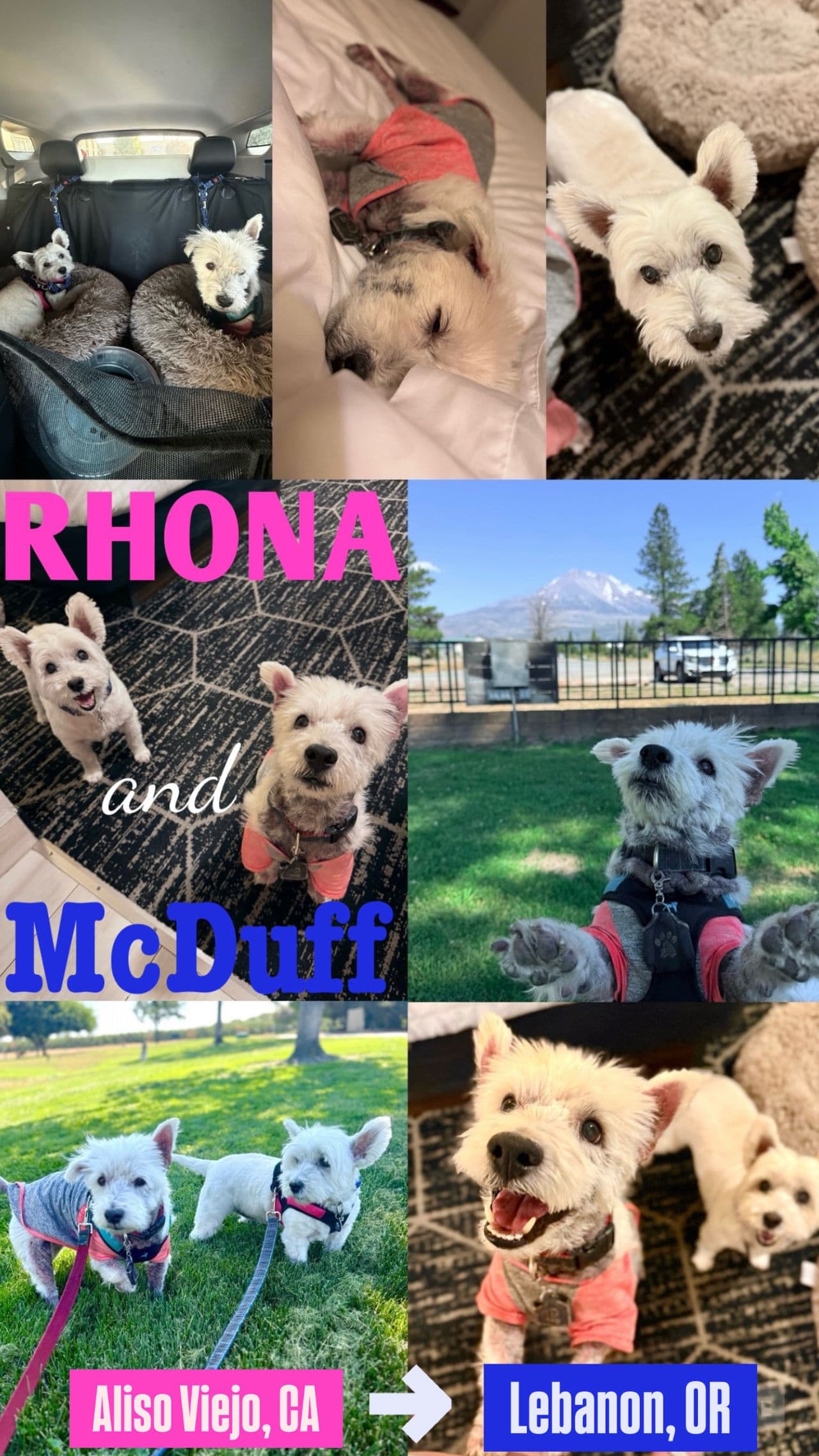 Pet travel photo 1