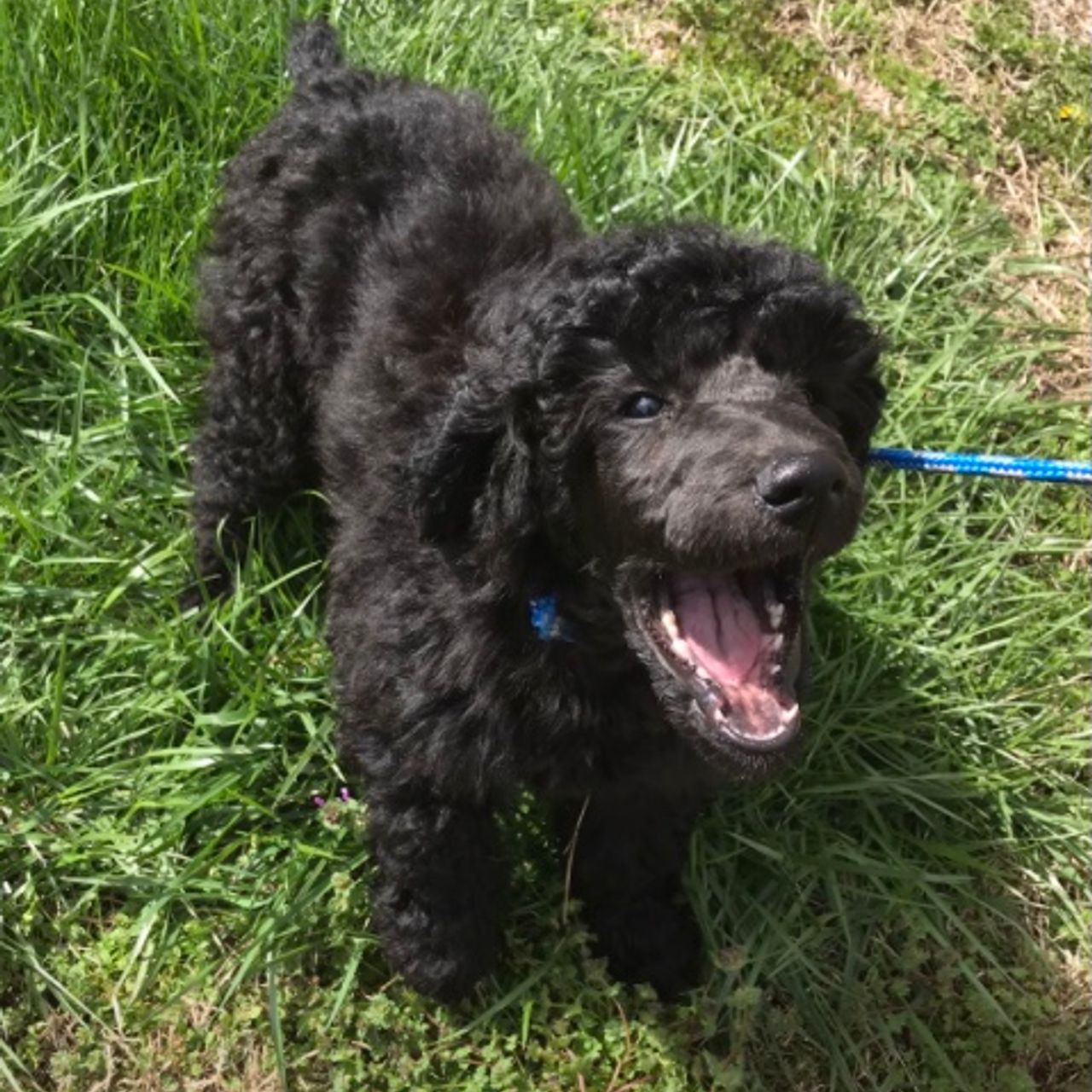 Pet travel photo 6