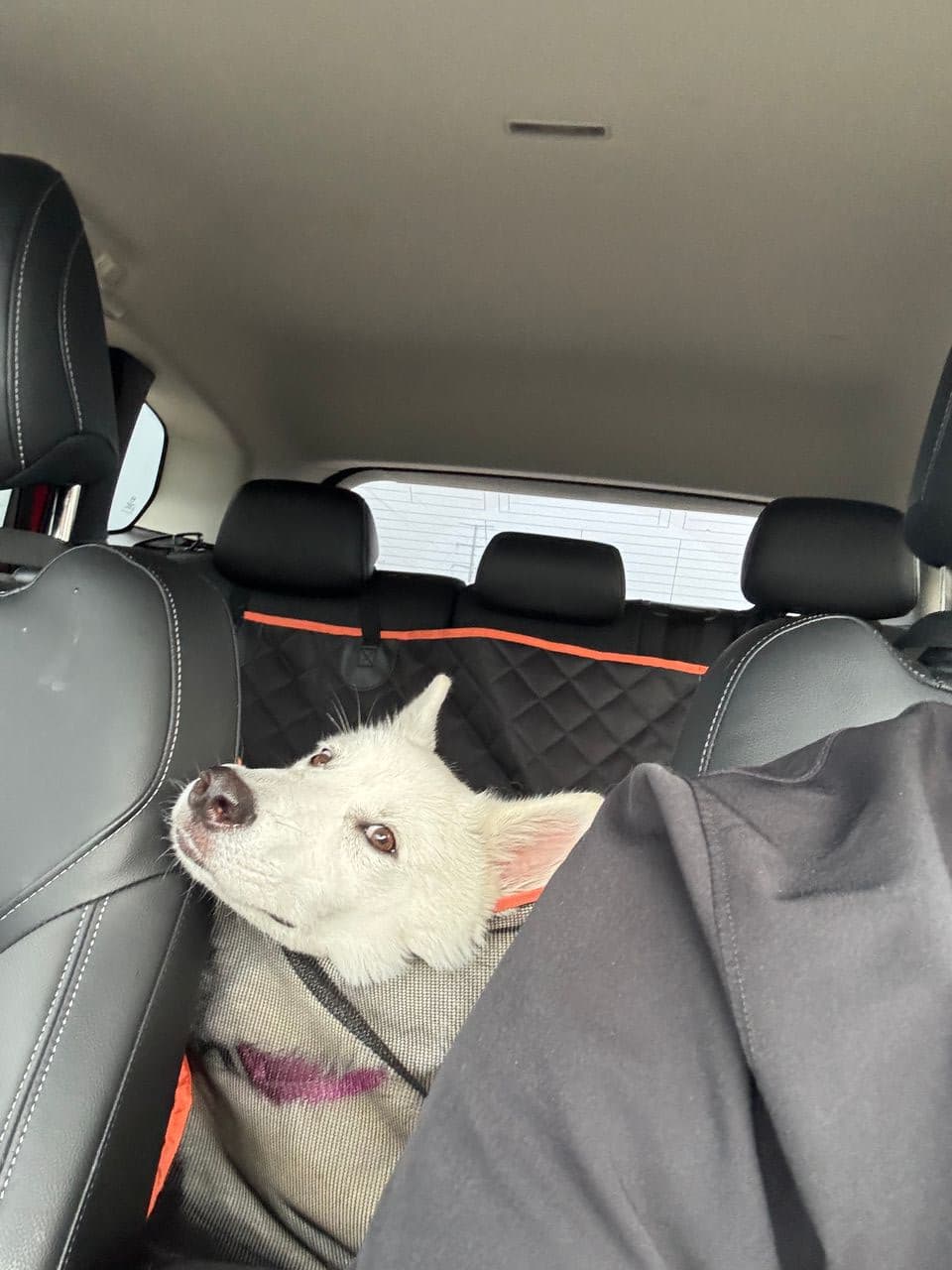 Pet travel photo 2
