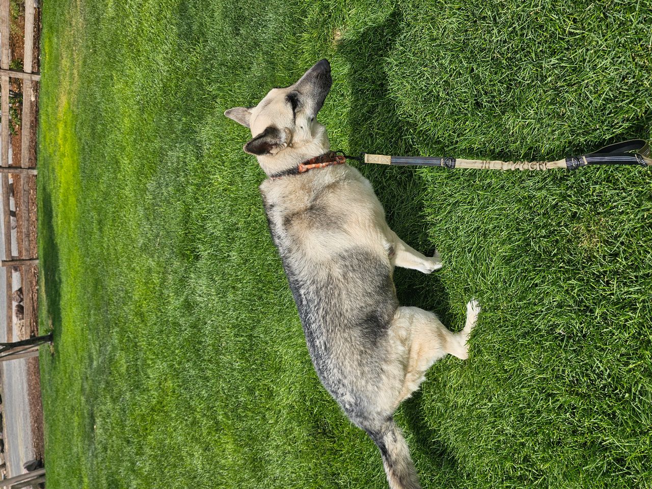 Pet travel photo 5
