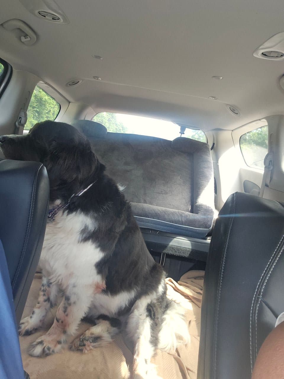 Pet travel photo 2