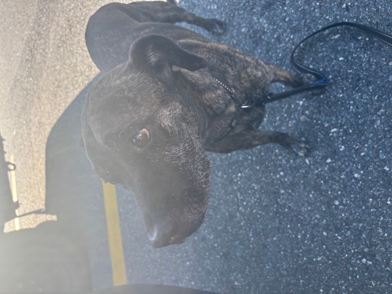 Pet travel photo 2