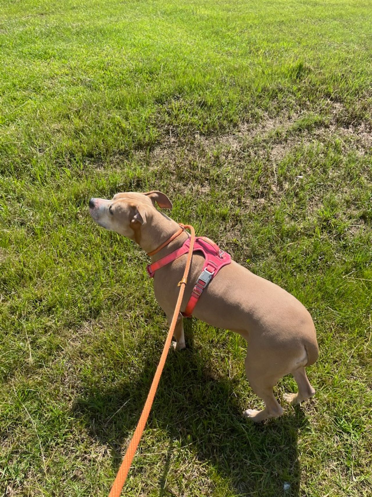 Pet travel photo 4