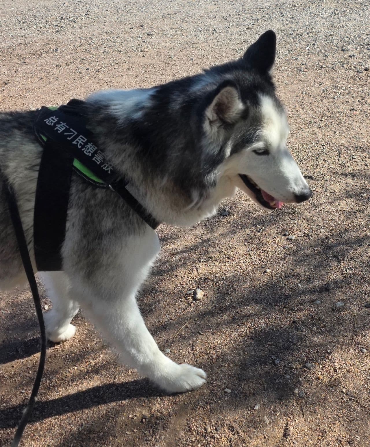 Pet travel photo 2