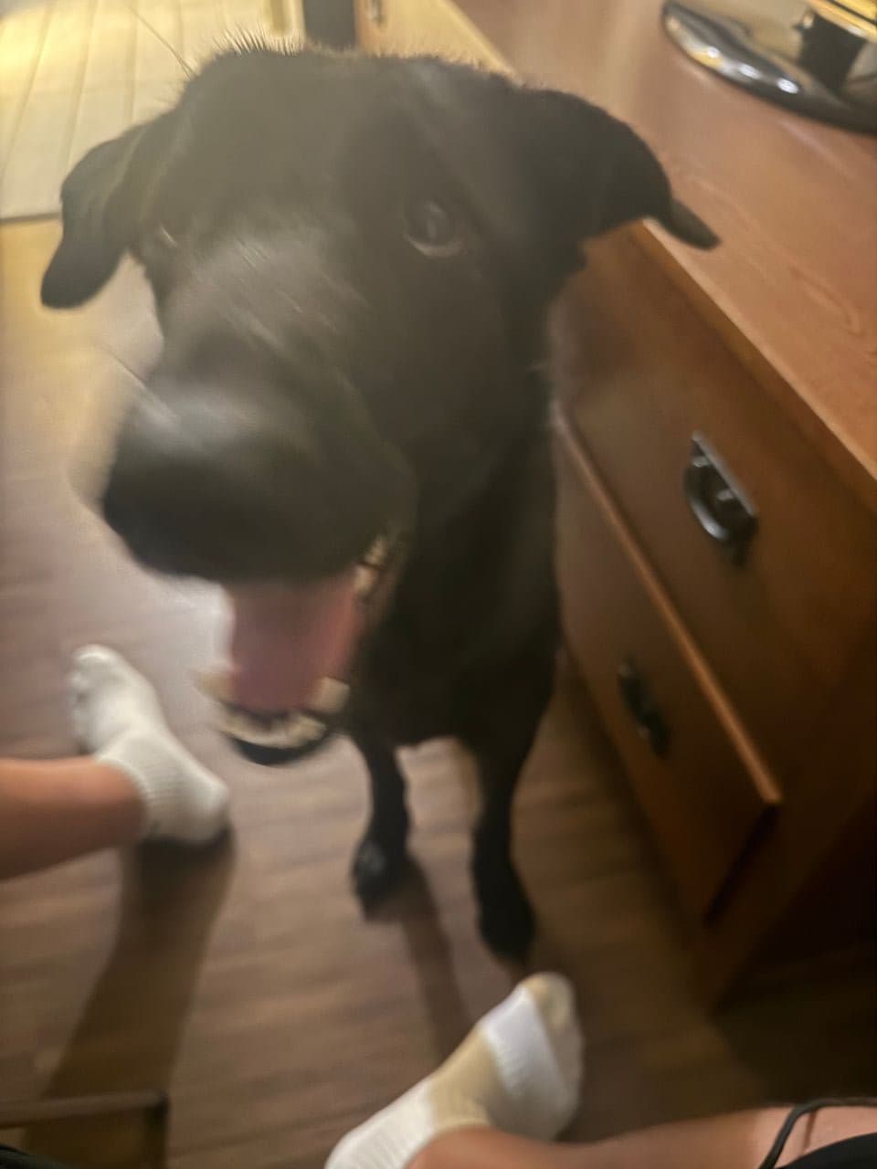 Pet travel photo 5