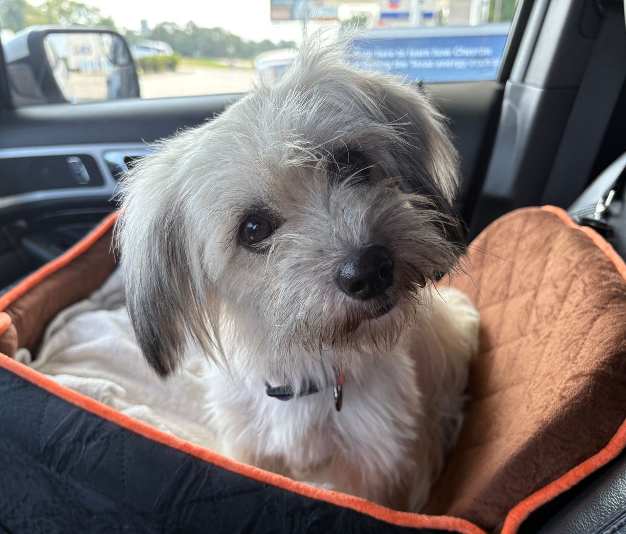Pet travel photo 1