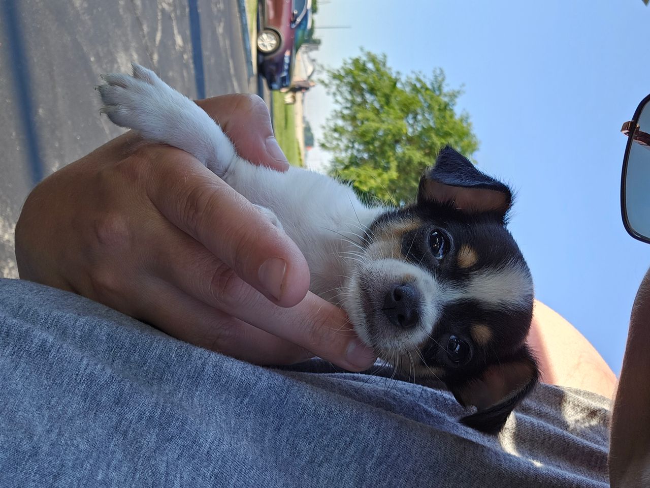 Pet travel photo 6