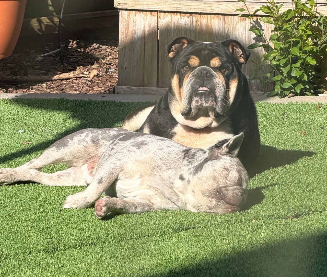 Pet travel photo 3