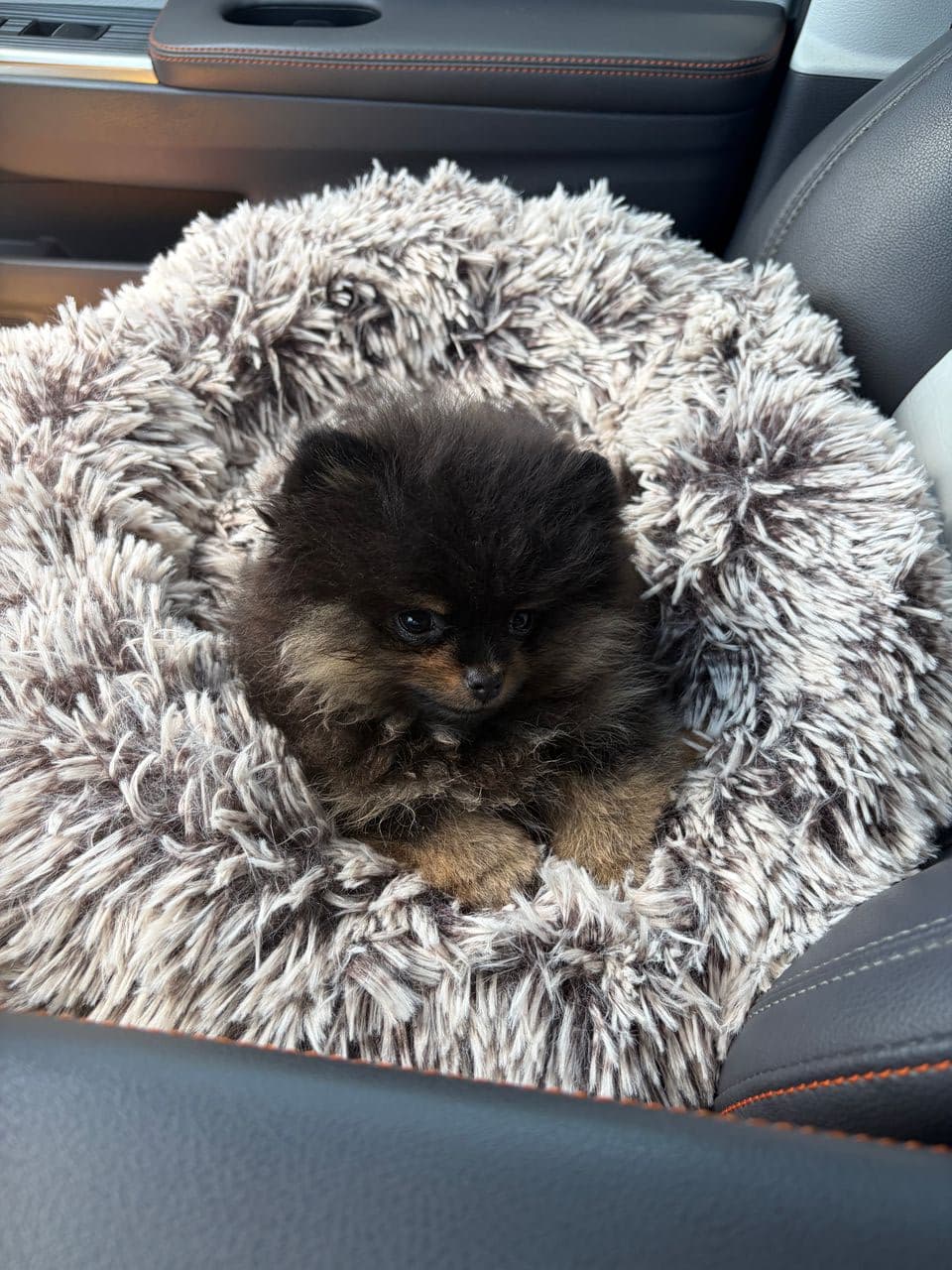 Pet travel photo 2
