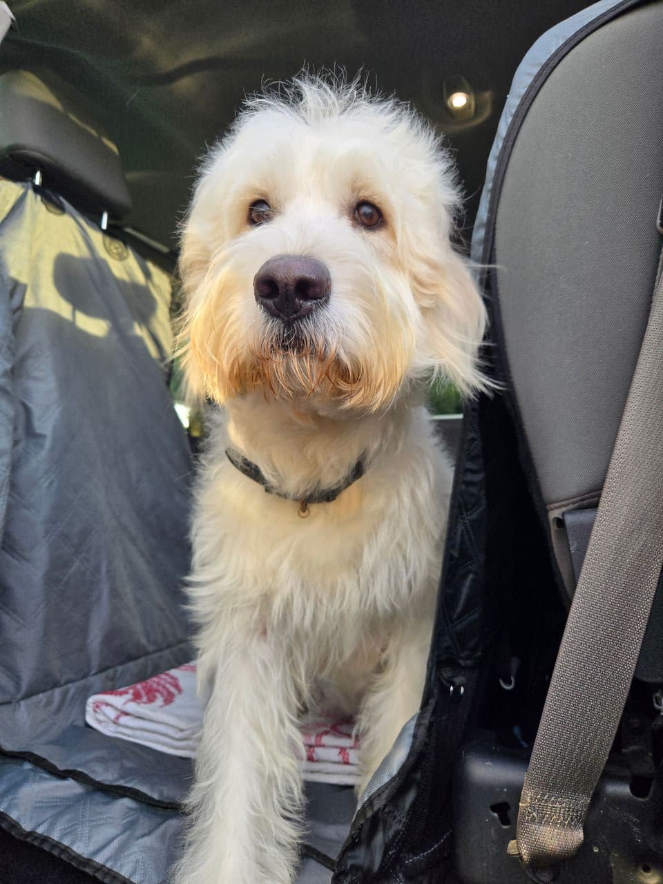 Pet travel photo 3