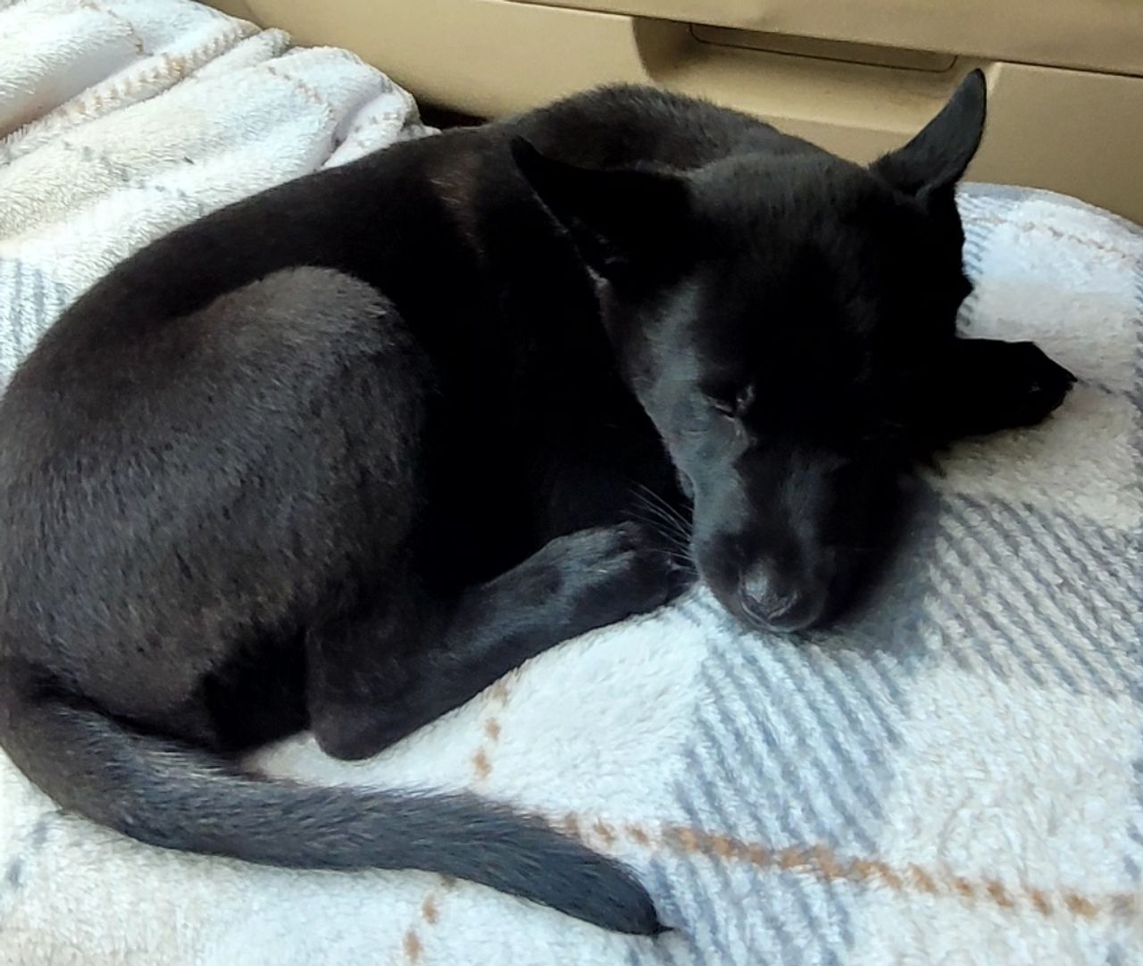 Pet travel photo 1