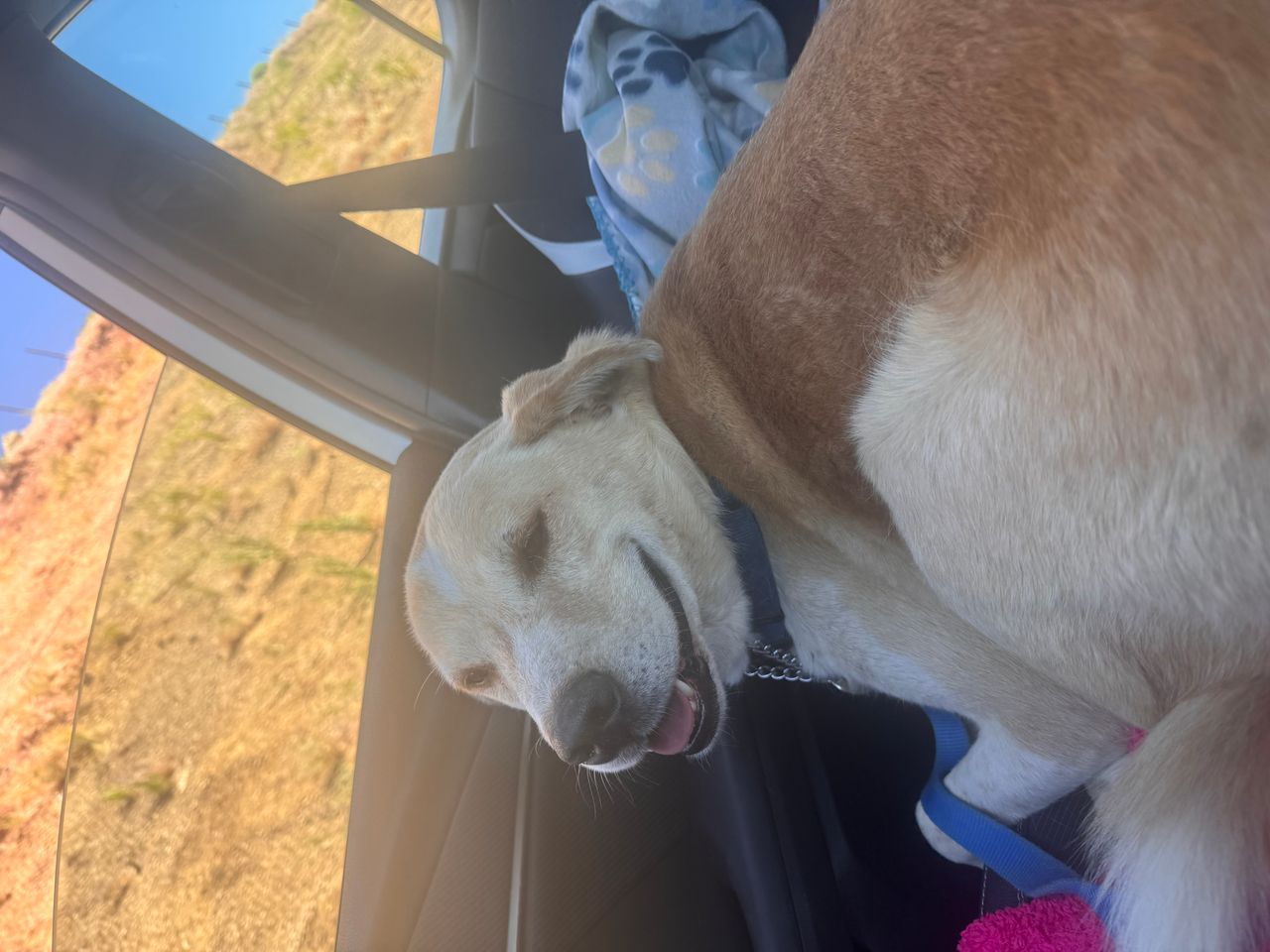 Pet travel photo 5