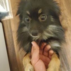 Pomeranian named Lilo