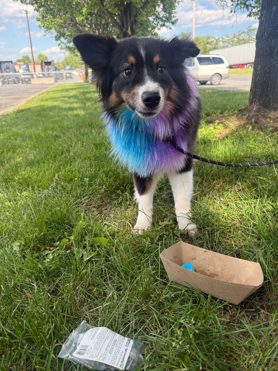 Pet travel photo 5