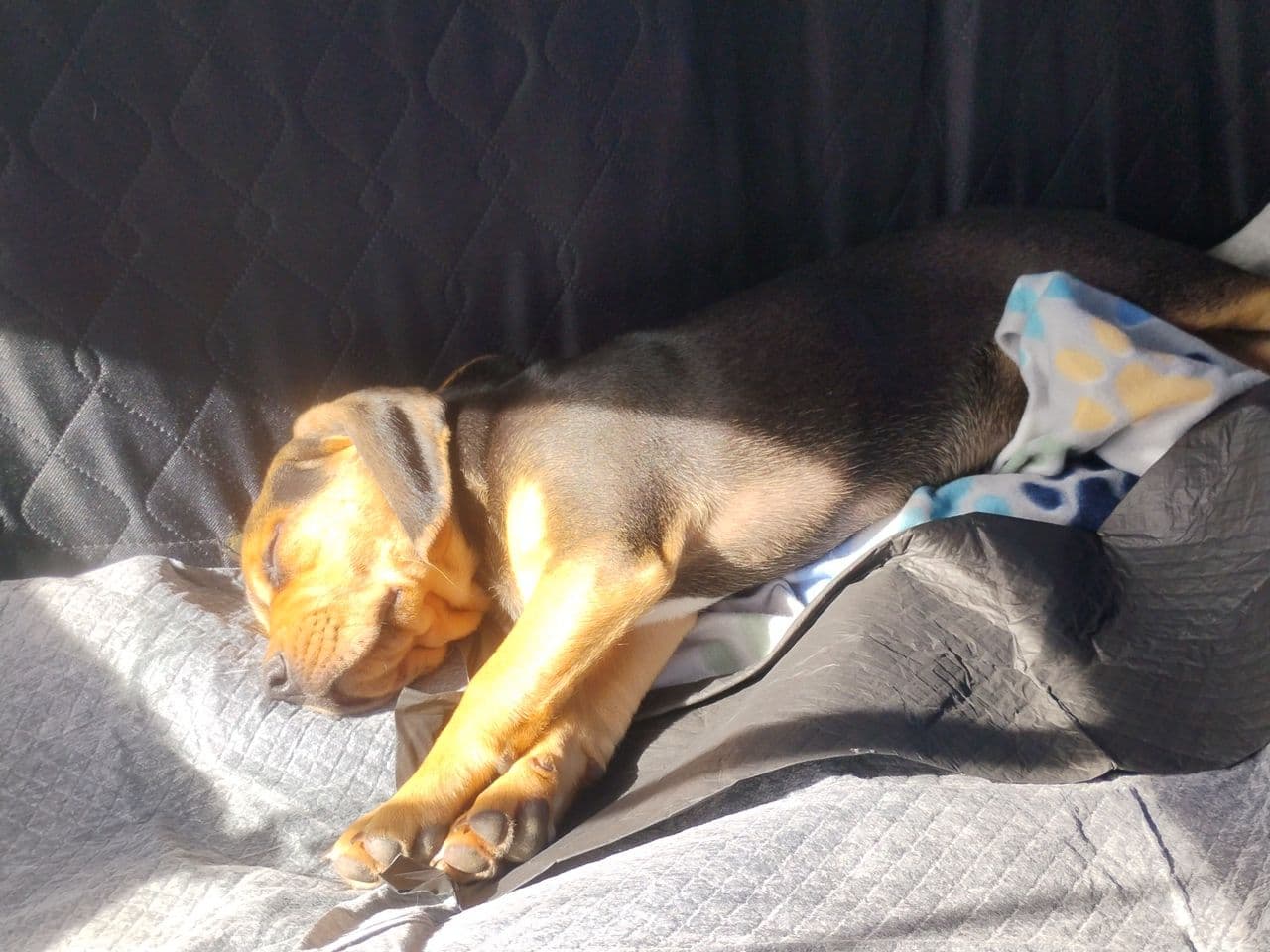Pet travel photo 3