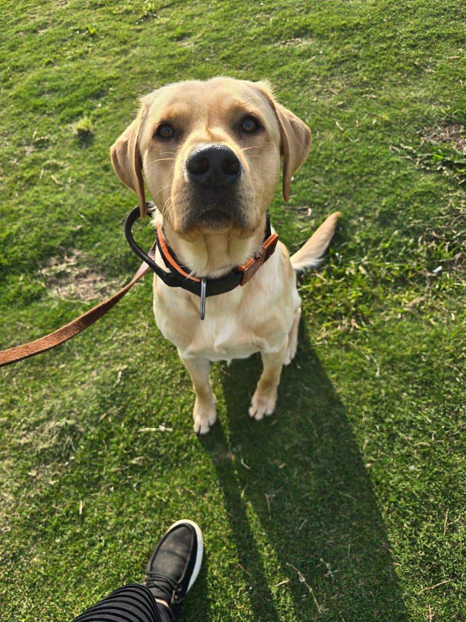 Pet travel photo 3