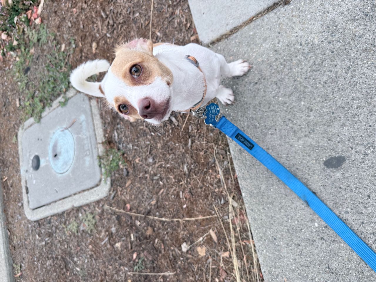 Pet travel photo 5