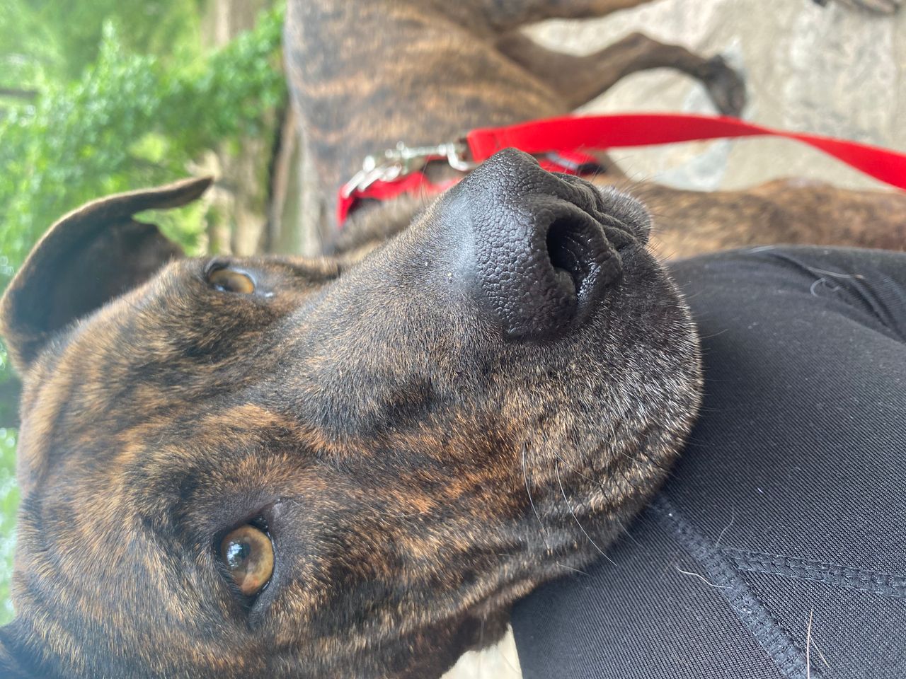 Pet travel photo 2