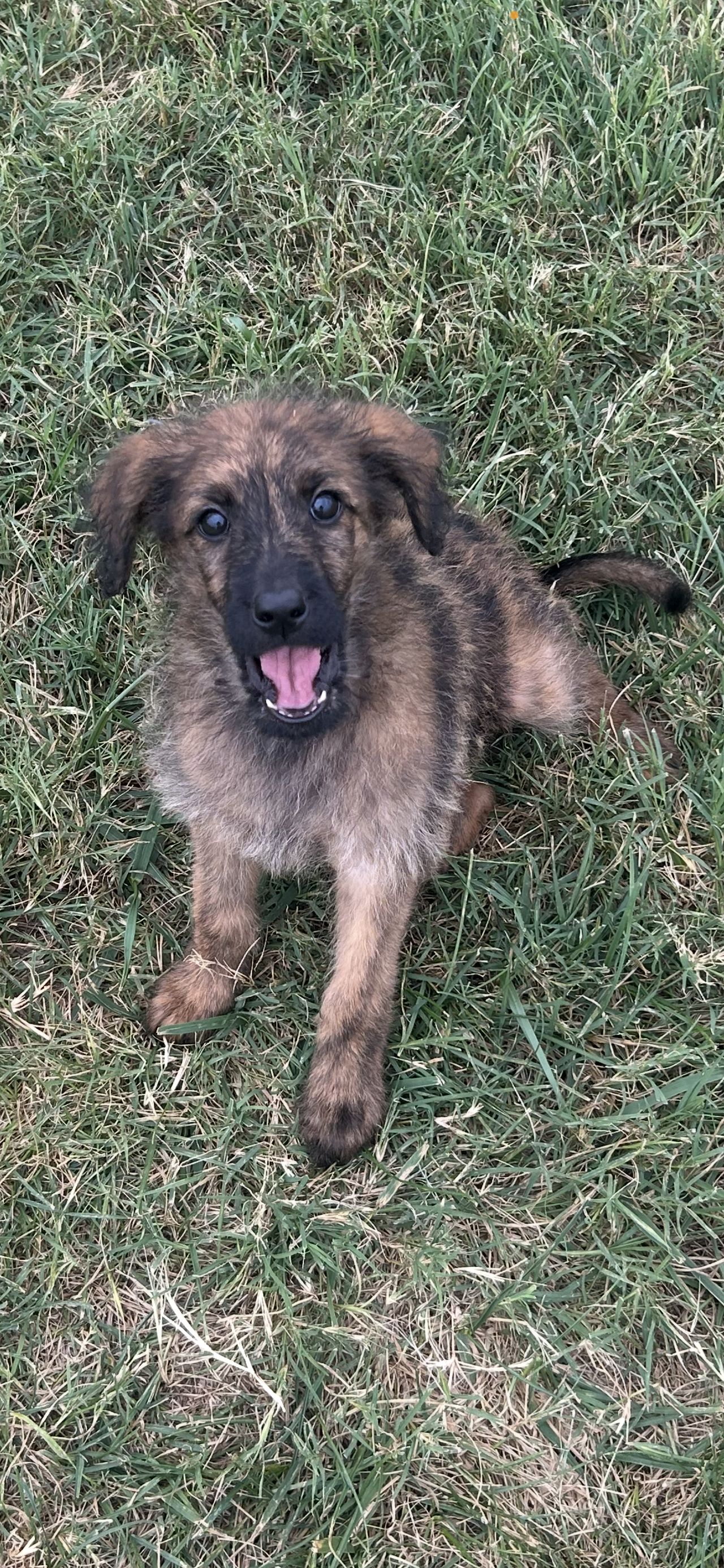 Pet travel photo 6