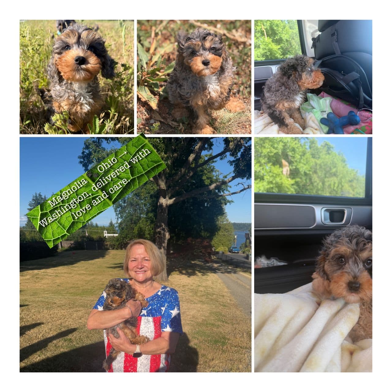 Pet travel photo 2