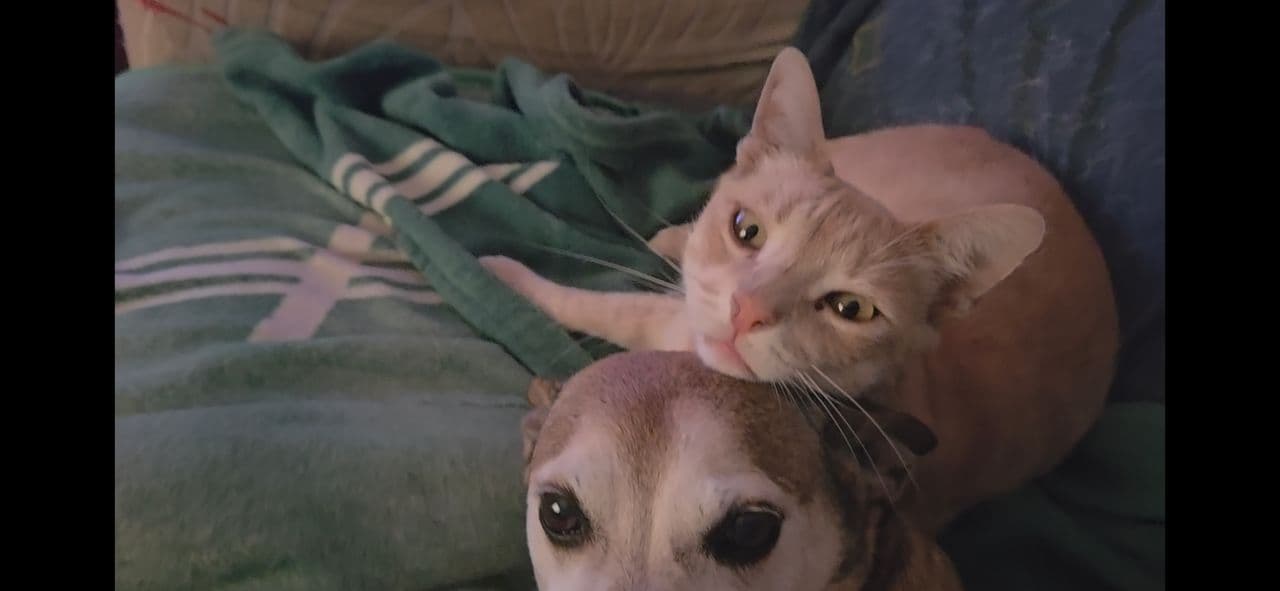 Pet travel photo 1