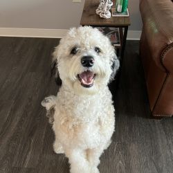 Aussiedoodle named Henry